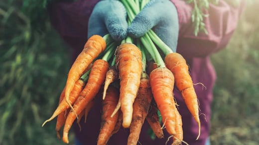 Porkkananippu käsissä