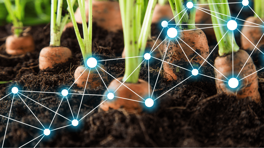 Porkkanoita maassa ja dataa