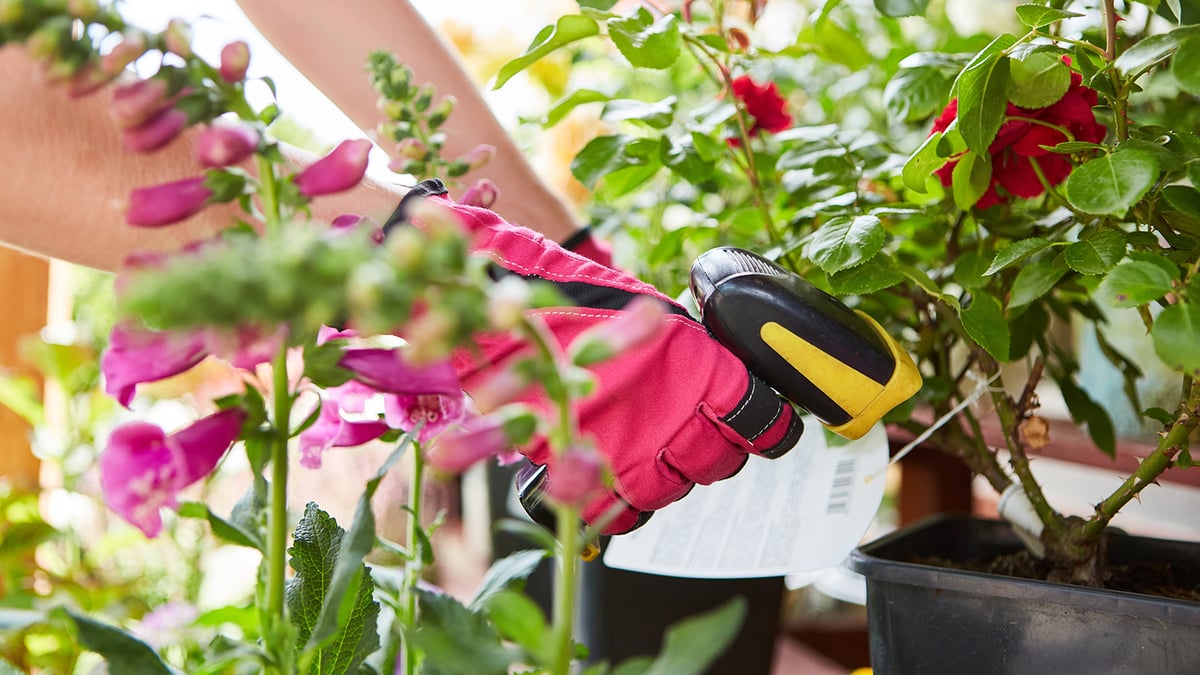 Ruusun viivakoodin skannaus